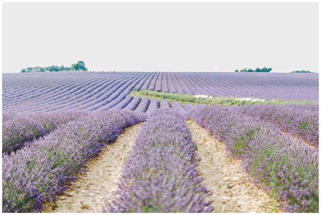 champ de lavande provence valensole