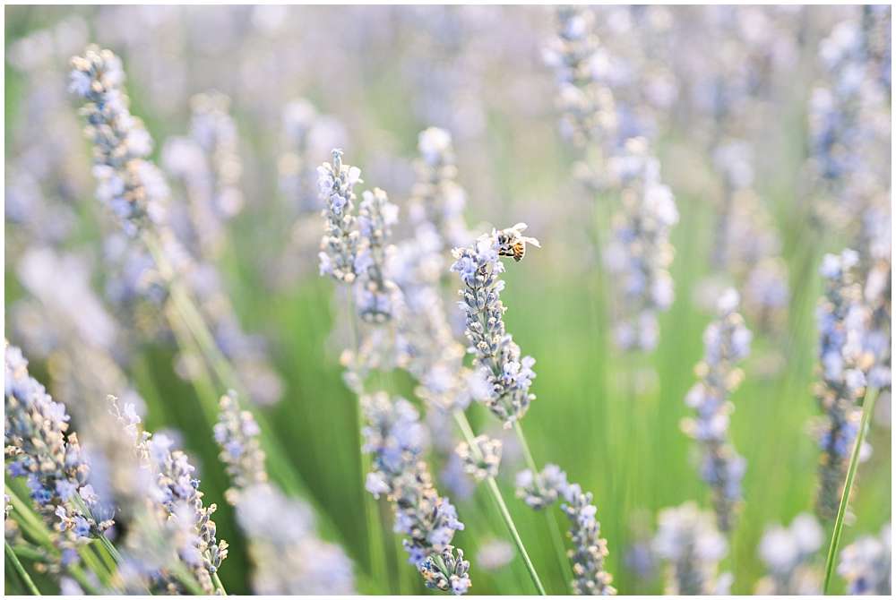 abeille dans les lavandes