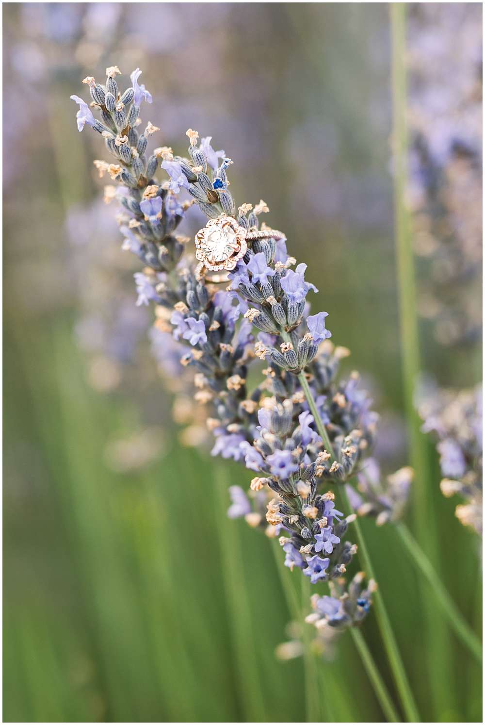 marriage proposal in lavender of provence