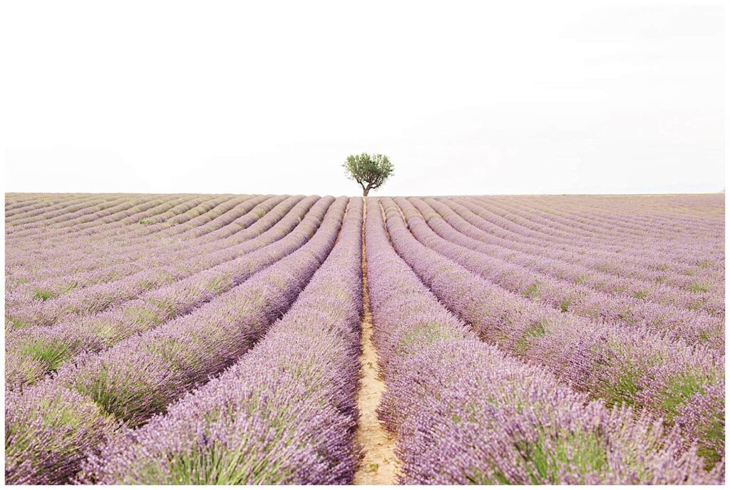 champ de lavande valensole